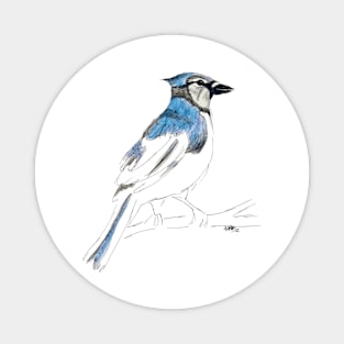 Blue Jay bird part painted sketch Magnet